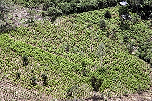 Mujeres resistentes del corregimiento de Puerto Colón, Putumayo