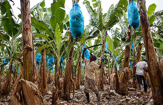 reclamantes caribe 2