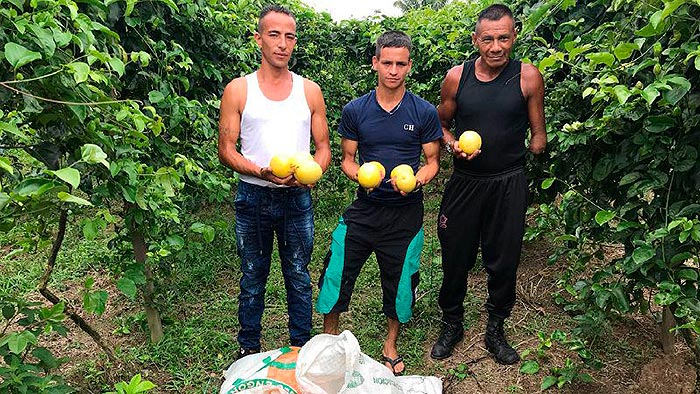 Reincorporación Farc