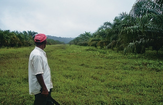 sentencia-palmicultores-620x400-2