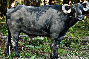 Todos reclaman a Vilut y los amigos