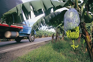 zona-bananera-1-300x200